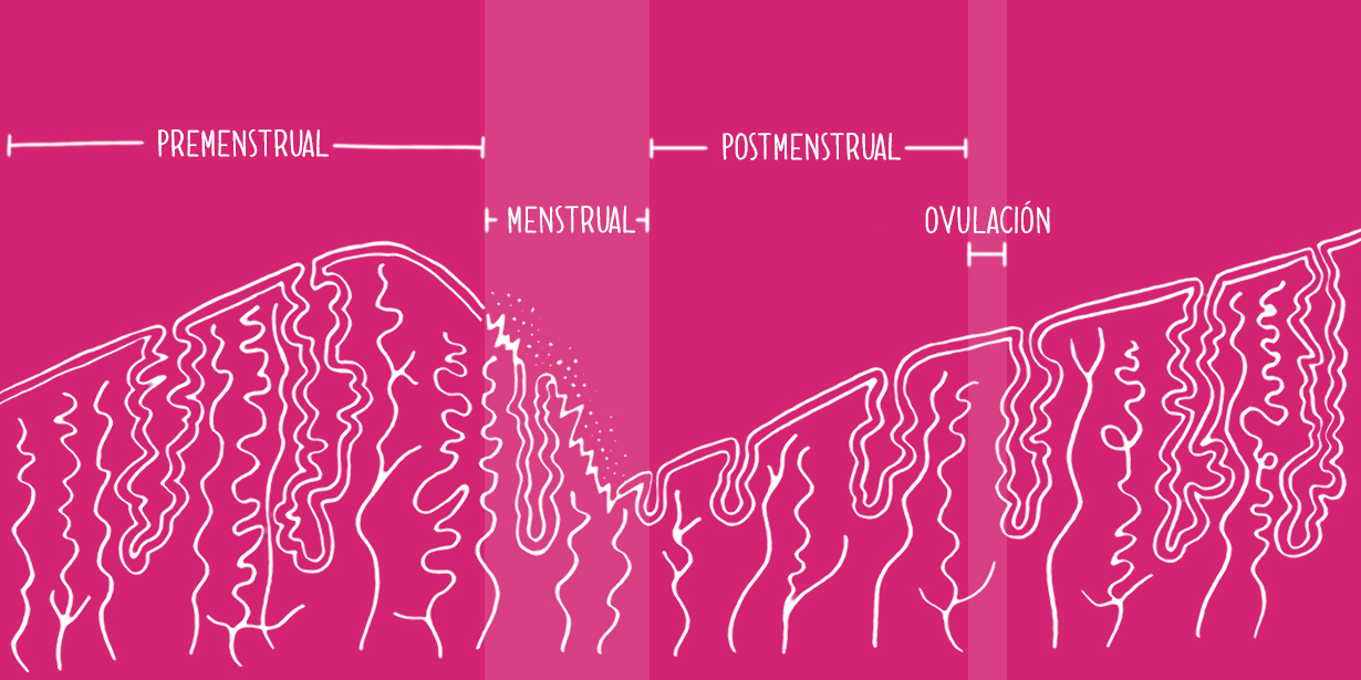 Dibujo del ciclo uterino sobre un fondo rosa - Saba